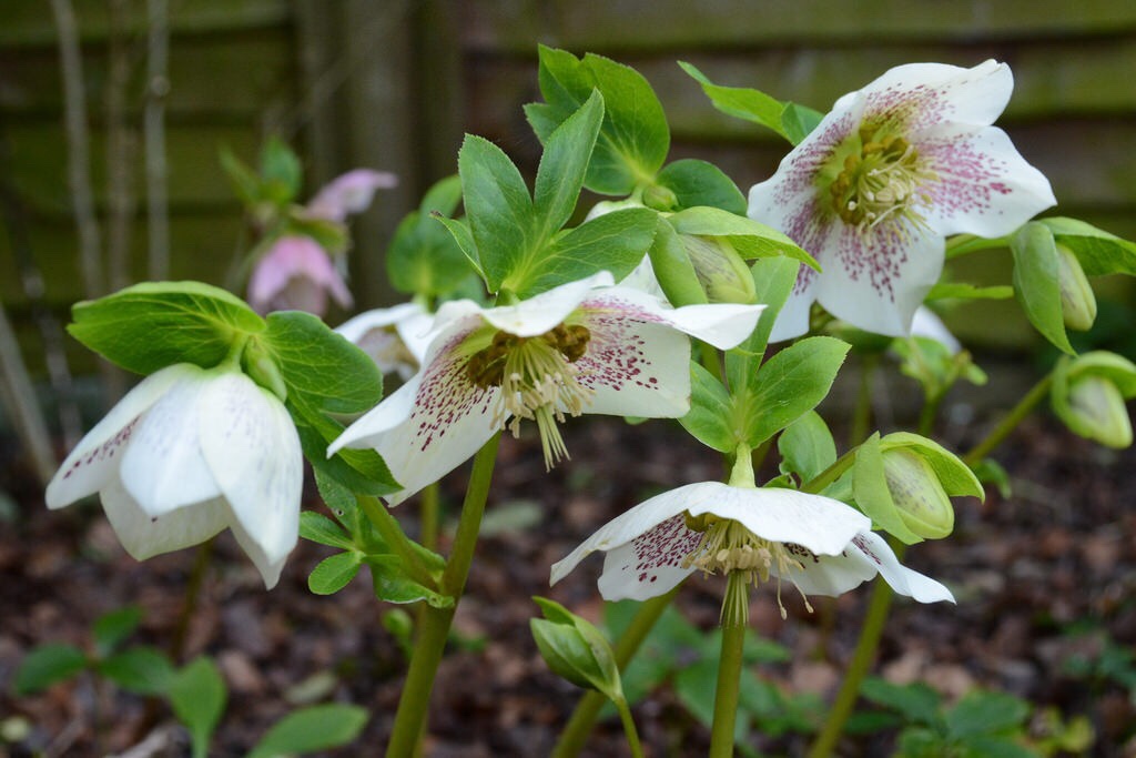 Cream hellebores with red spots