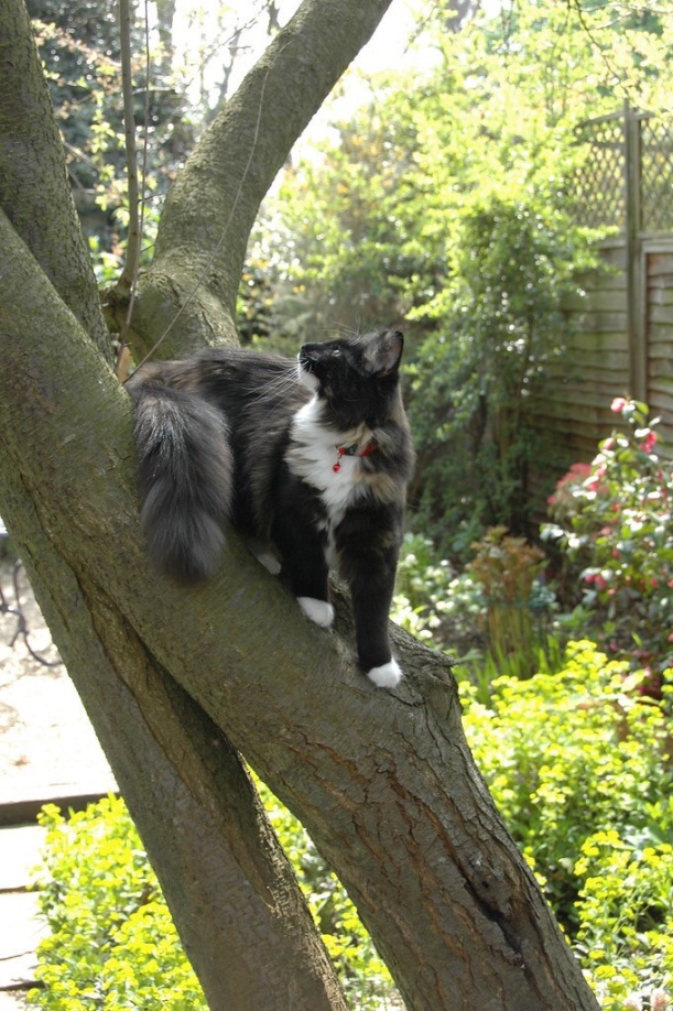 Tortie cat climbing tree