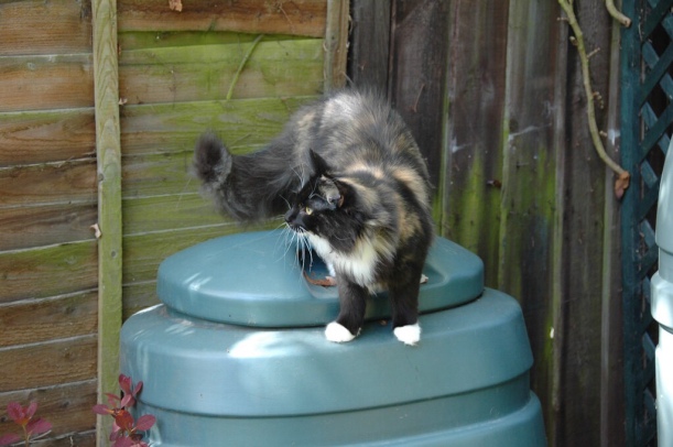 Compost bin with cat on top